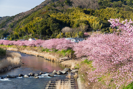 粉色河流摄影照片_河津的樱花和河流