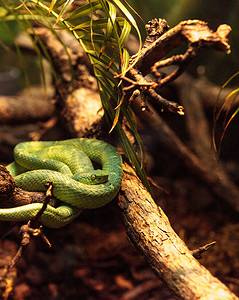 毒蛇摄影照片_被称为 Bothriechis lateralis 的侧条纹棕榈坑毒蛇