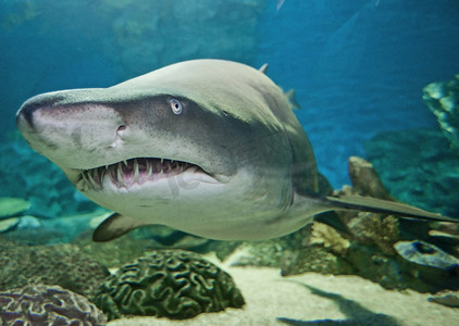 金虎摄影照片_水族馆中的锯齿鲨