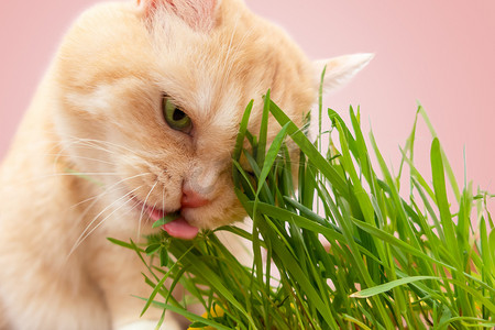 粉红色背景中吃新鲜绿草的漂亮奶油虎斑猫