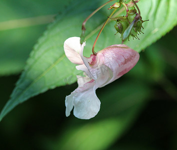 救助丹顶鹤图真实摄影照片_凤仙花 (Impatiens glandulifera) 花，常用名警察头盔、鲍比上衣、铜上衣、侏儒帽架和喜马拉雅香脂