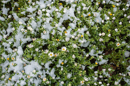 雪下初开春花