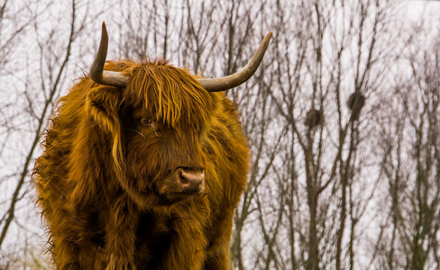 牛牧场摄影照片_高地牛、苏格兰牛、受欢迎的家畜的脸部特写