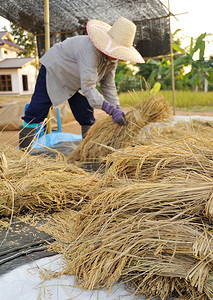 成熟水稻摄影照片_泰国农民在稻田收割水稻