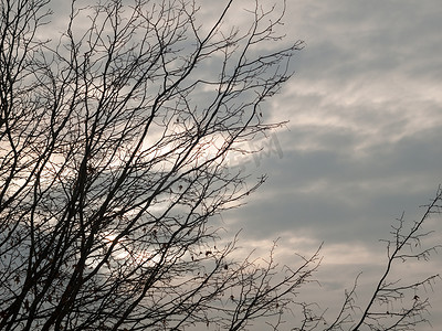 喜气洋洋小猪摄影照片_秋天阴天背景中光秃秃的树枝