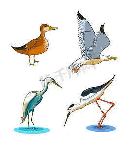 一些湿地鸟类卡通画