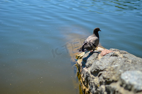 鸽子站在河边石地上，水背景模糊
