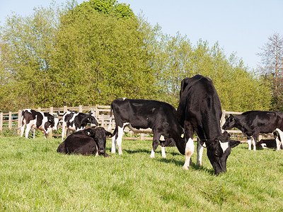 外面的奶牛特写黑色和白色在田野里休息