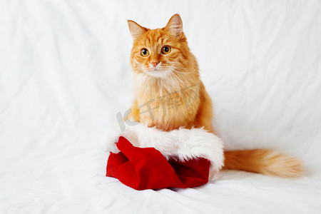 戴着圣诞老人帽子的可爱姜猫。