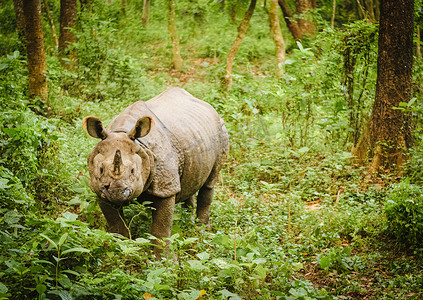 独角犀牛，尼泊尔