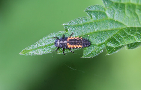 昆虫叶子摄影照片_Harmonia axyridis 瓢虫幼虫，最常被称为丑角，多彩多姿的亚洲人，或者简称为亚洲瓢虫，坐在叶子上