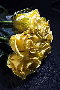 玫瑰花水滴摄影照片_一束黄玫瑰，深色背景上有水滴