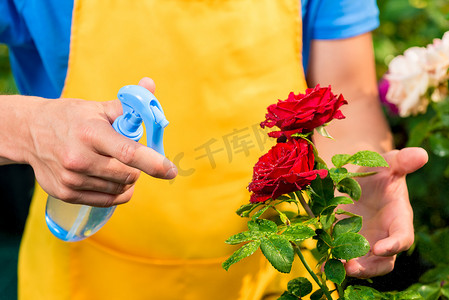 园丁的手从一朵红玫瑰中喷出水