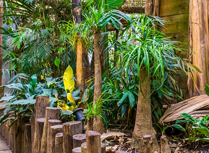 热带花园中的小棕榈树，非常受欢迎的栽培植物