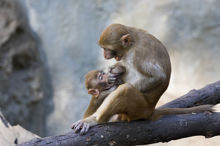 猴妈妈和猴宝宝摄影照片_猴妈妈和猴宝宝坐在树枝上的形象。