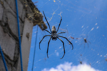 在巴厘岛房屋的墙壁和屋顶之间的蜘蛛网上关闭大蜘蛛。