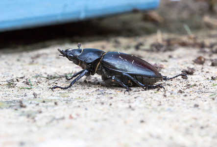 Lucanus cervus，在花园里散步的雄鹿甲虫雌性