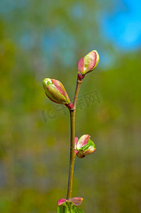 树芽发芽摄影照片_树枝发芽，早春，特写。