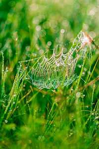 春天中摄影照片_水滴中的蜘蛛网
