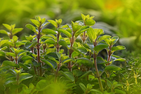 绿色新鲜的甜马郁兰辣草本新芽