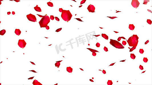 玫瑰渲染摄影照片_在白色背景隔绝的玫瑰花瓣。 