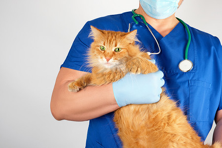 身穿蓝色制服的兽医抱着一只毛茸茸的成年红猫，吓坏了