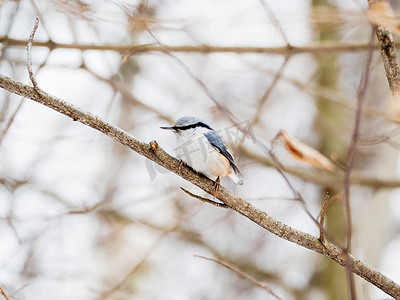 欧亚五子雀或木五子雀 (Sitta europaea)。