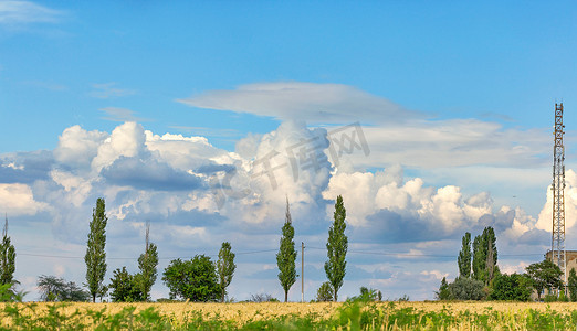 多云的蓝天覆盖着黄色的麦田和地平线上孤独的杨树。