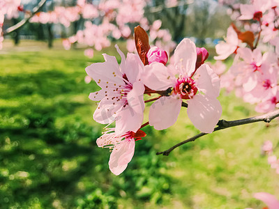 西极摄影照片_苹果树开花，春天开花