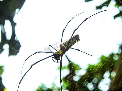 黑蜘蛛摄影照片_黑黄蜘蛛和黑长腿