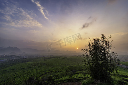 绿色茶山摄影照片_越南莫州的新鲜绿茶山