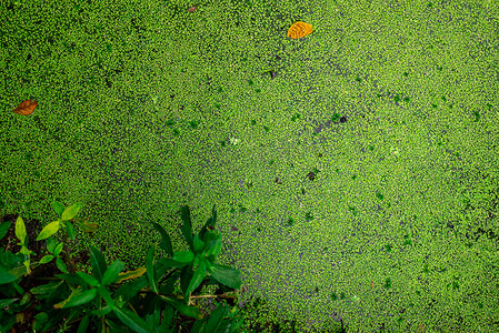 漂浮在水面上的绿色鲜浮萍和干叶的顶视图