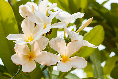 白色赤素馨花热带花，开花在树的鸡蛋花，温泉花