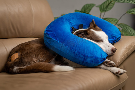 沙发上可爱的博德牧羊犬，身穿蓝色充气项圈