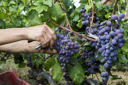 葡萄酒葡萄摄影照片_在葡萄收获期间关闭葡萄