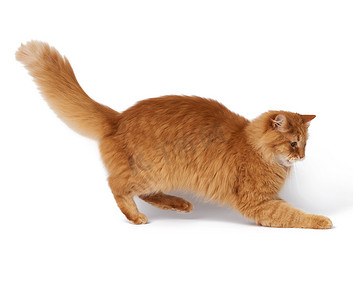 大成人毛茸茸的红猫在一个俏皮的姿势孤立在白色 bac