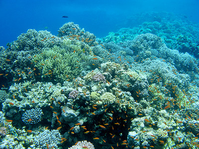 五颜六色的珊瑚礁与热带海洋中的鱼 anthias