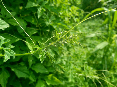 苹果苦瓜摄影照片_具有自然背景的苦瓜（苦瓜、苦苹果、苦瓜、karela、苦瓜、苦瓜、pare）。