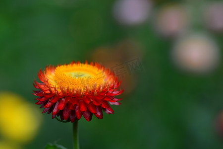 稻草花或永恒或纸雏菊花