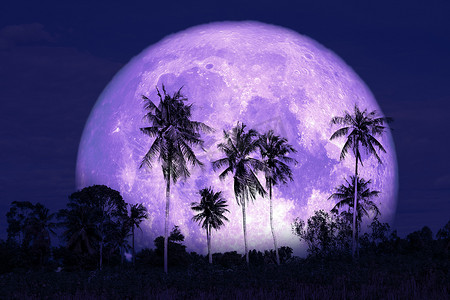 夜空中的超级鲟月亮背影椰子树