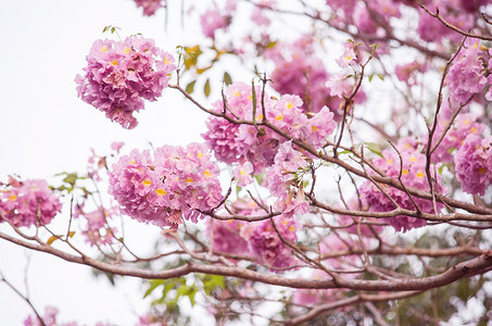 蓝色喇叭背景摄影照片_粉红喇叭 (tabebuia) 树花盛开。