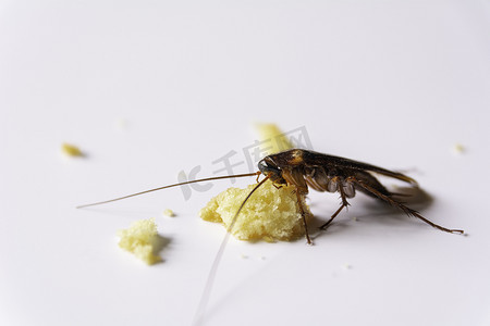 吃昆虫摄影照片_吃全麦面包的蟑螂。