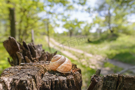 树上的蜗牛壳