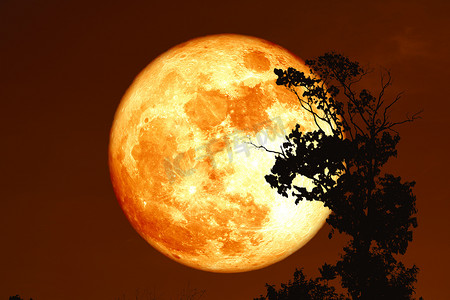 夜空中的鲟鱼血月背侧影树