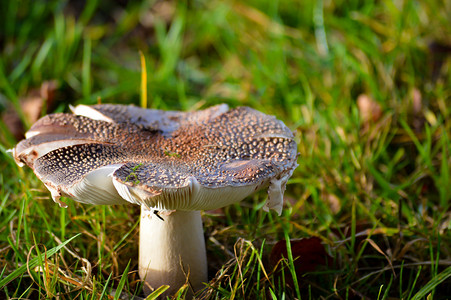 生长在草丛的全尺寸蘑菇