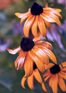 盛开的黑色花摄影照片_褪色黄色黄金菊