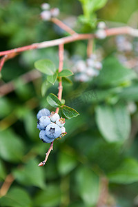 野生蓝莓