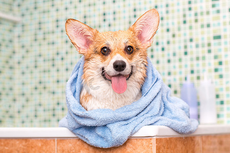 毛发动物摄影照片_Corgi 狗在浴室洗完后用毛巾