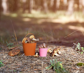 中间 o 的橙色铁桶中的可食用森林蘑菇