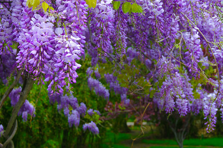 紫藤花卉摄影照片_紫藤
